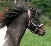  Pintaloosa Stallion